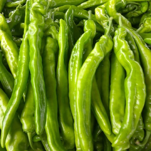 莘县圆椒 10~15cm 黄色 甜辣