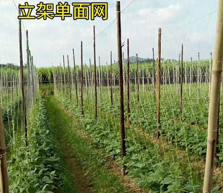 爬藤网