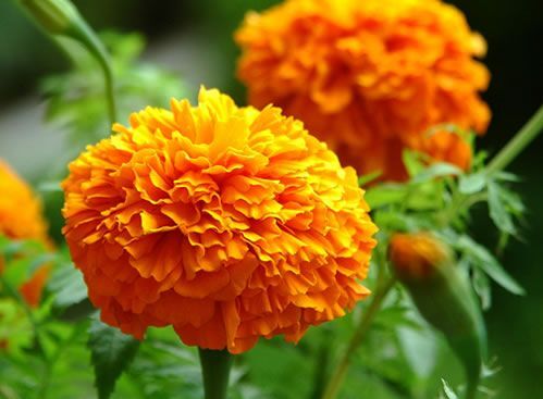 沭阳县万寿菊