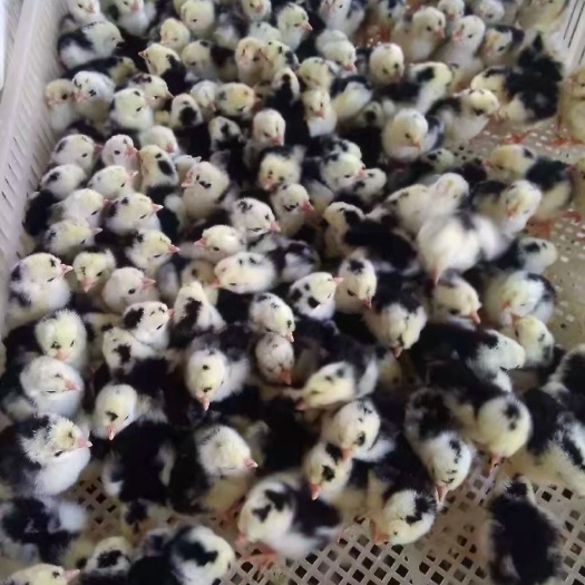 济南贵妃鸡苗 统货