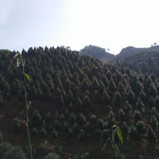 盐津县茶花树 140cm以上