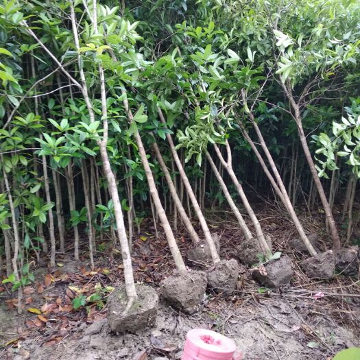 咸宁八月桂 