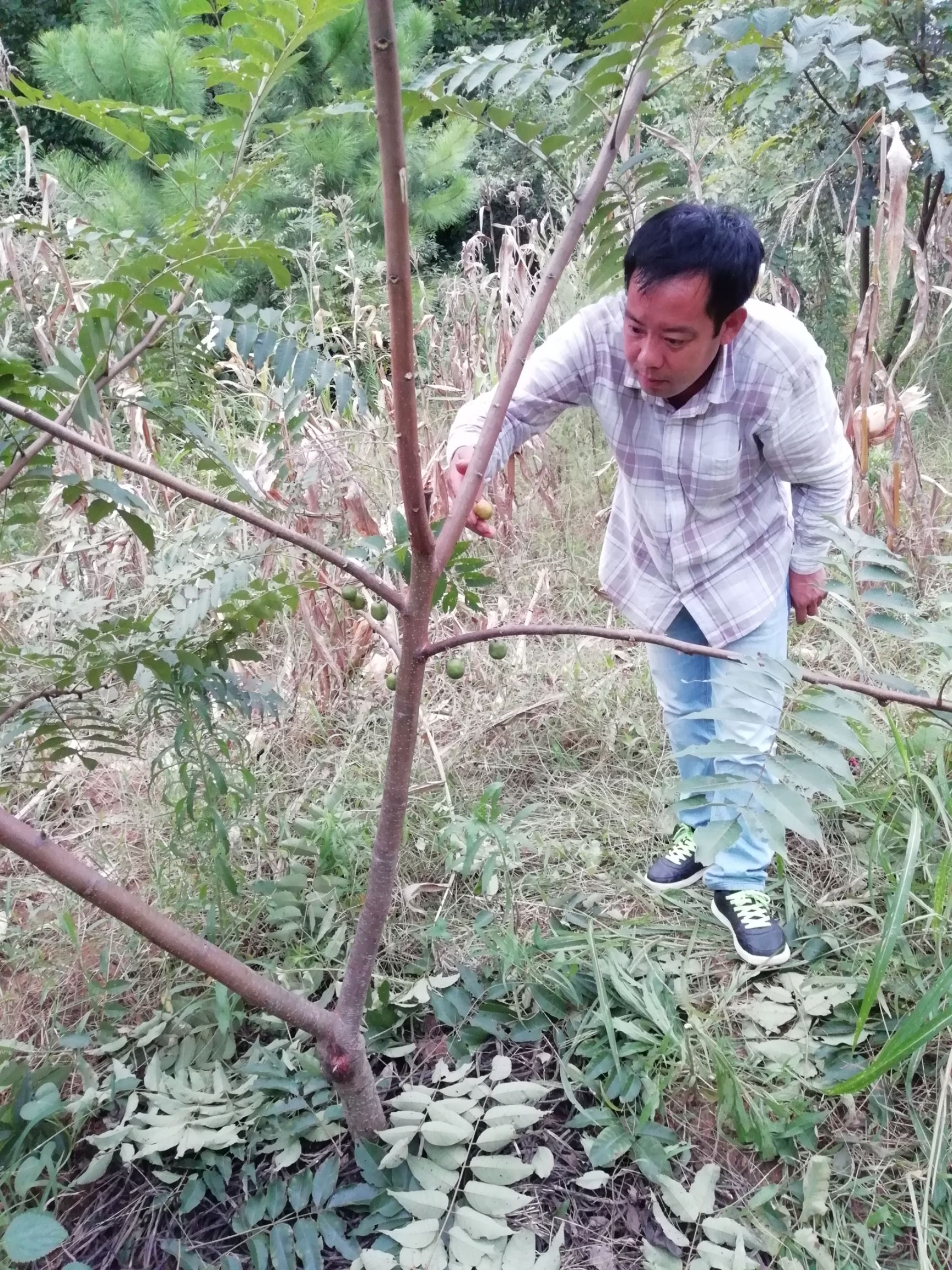 南酸枣、四眼果、五眼果、鼻涕果（青果、黄果）