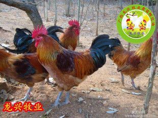 南宁红瑶鸡苗