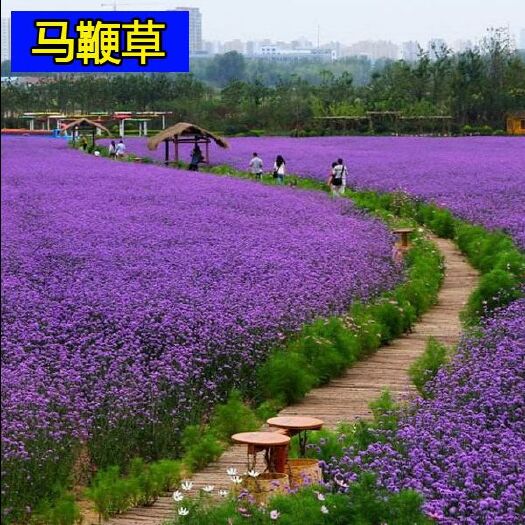 沭阳县马鞭草种子 
