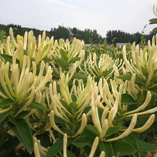 北花一號 10~20公分 