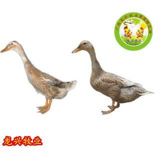 南宁蛋鸭苗