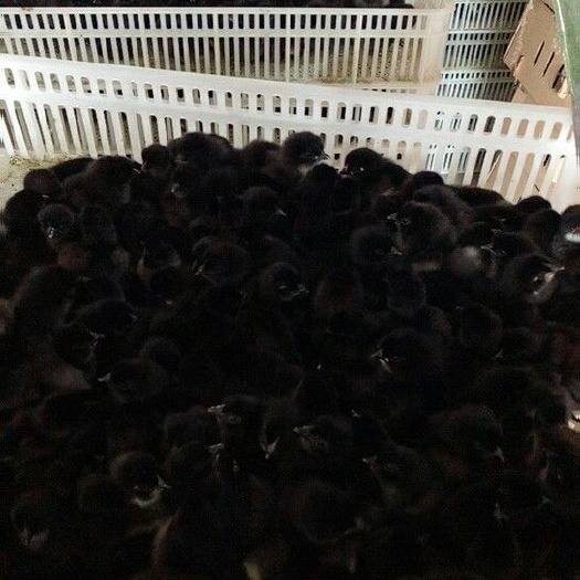 济南五黑一绿鸡苗