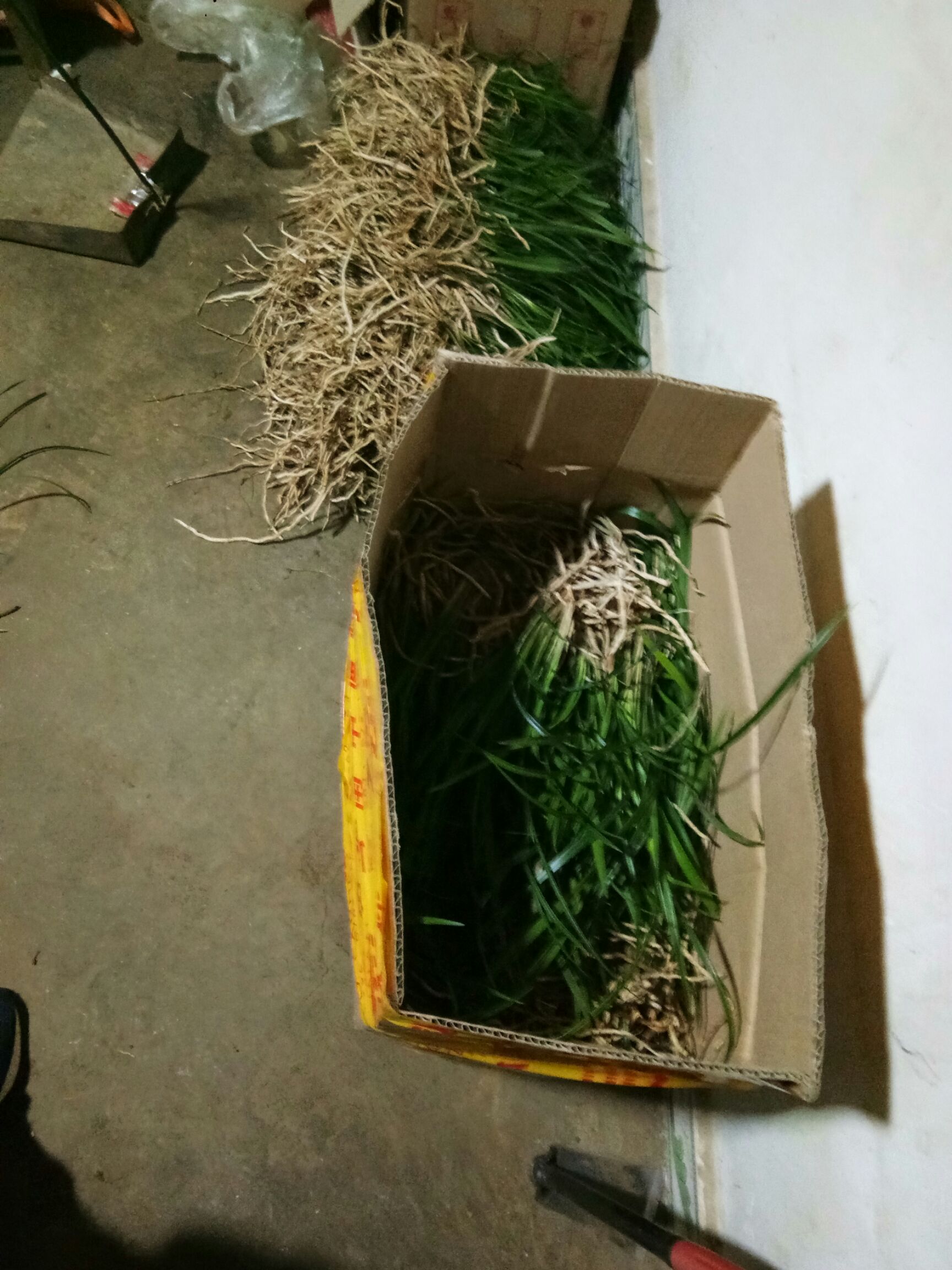 春兰普草苗，根系好，抵抗力强，容易养活，成活率最高