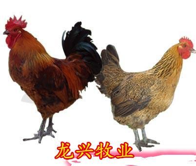 南宁青脚麻鸡苗 