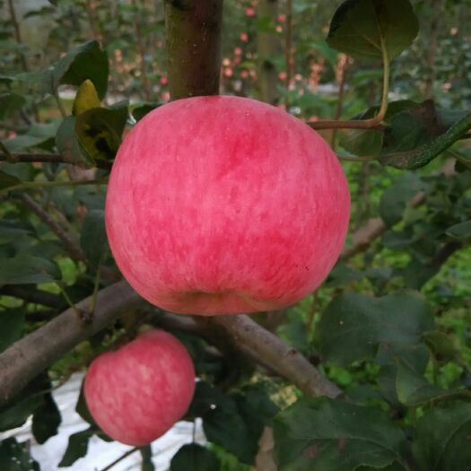 昭通昭通苹果 纸+膜袋 条红 80mm以上