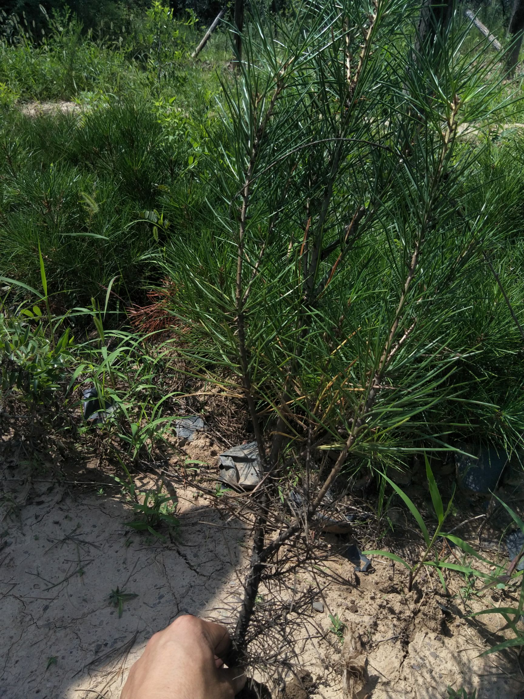 山西营养钵白皮松 