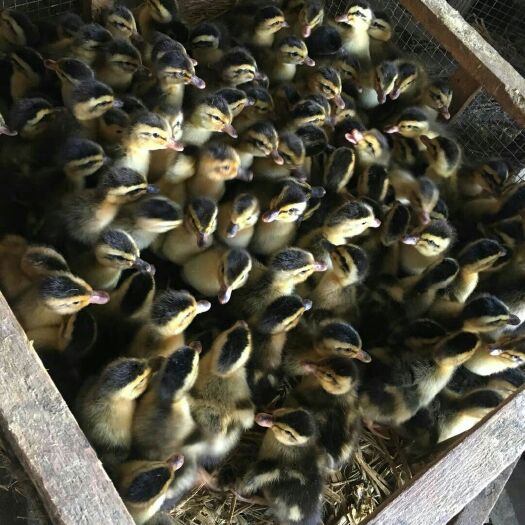 广汉市麻鸭苗  金锭蛋鸭产蛋量高 抗病力强防疫做好