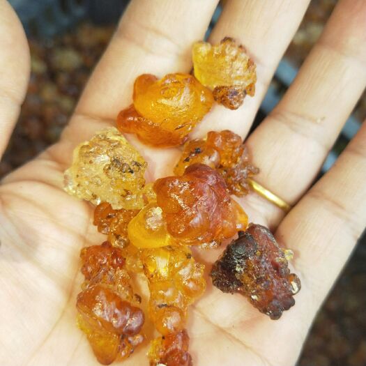 洪江市黄桃胶 6-12个月 