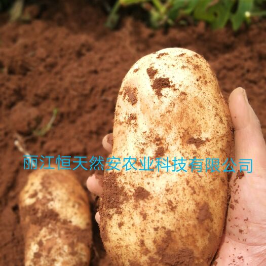 玉龙县丽薯6号种薯 一级原种 