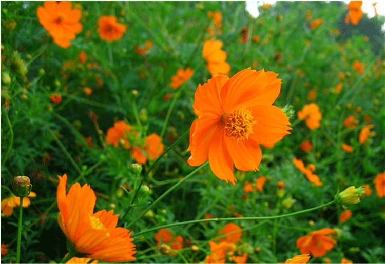 沭阳县硫花菊种子