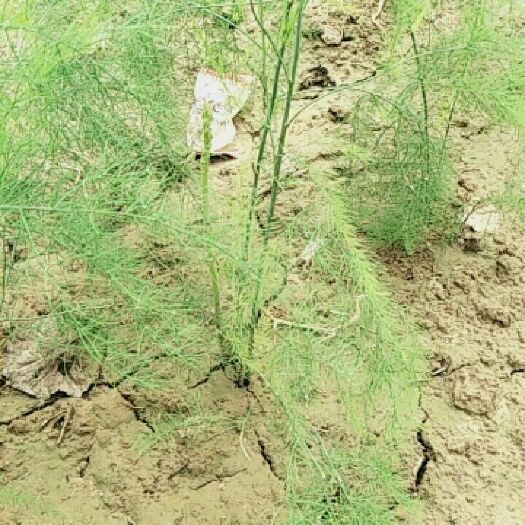 曹县㘩发一件代发芦笋根绿白色芦笋苗种根四季种植蔬菜花卉绿植阳台盆