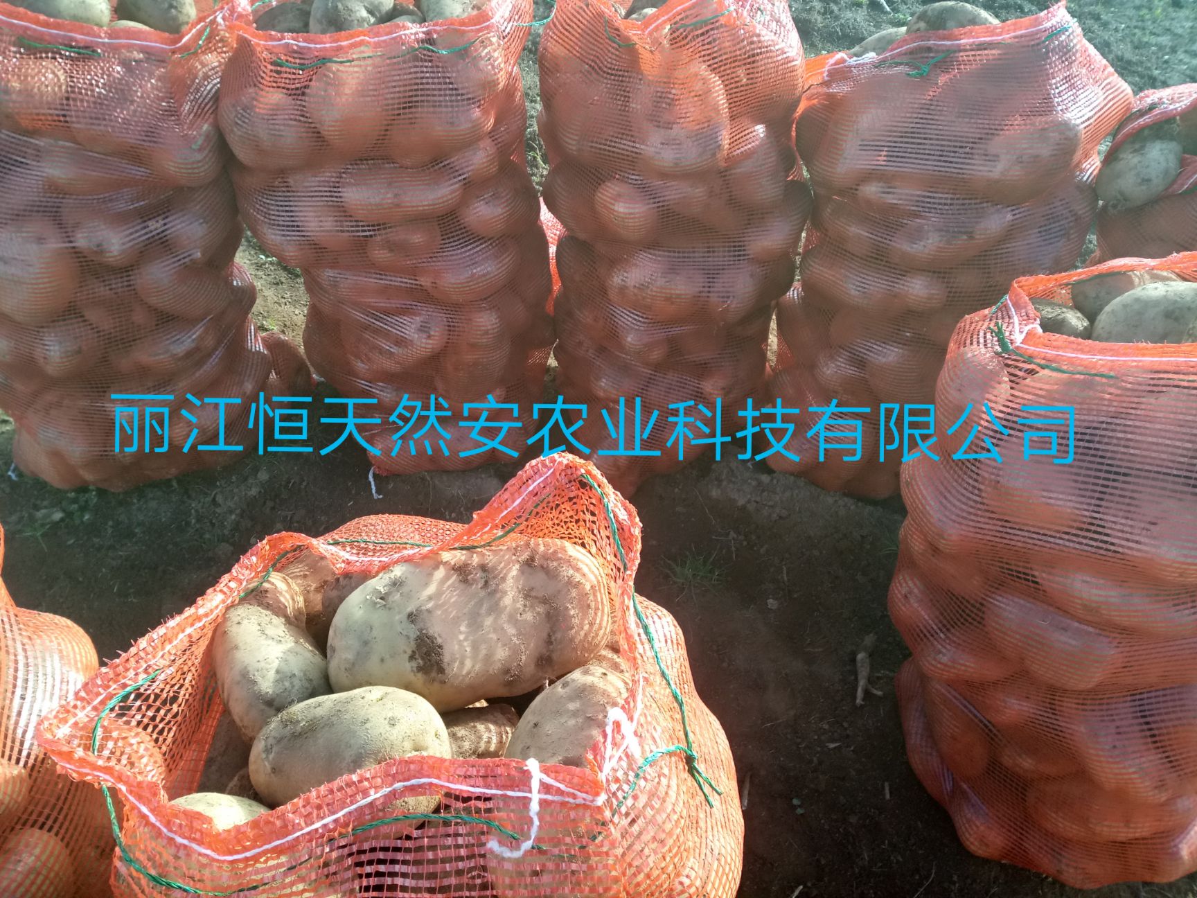 丽薯6号种薯 一级原种 