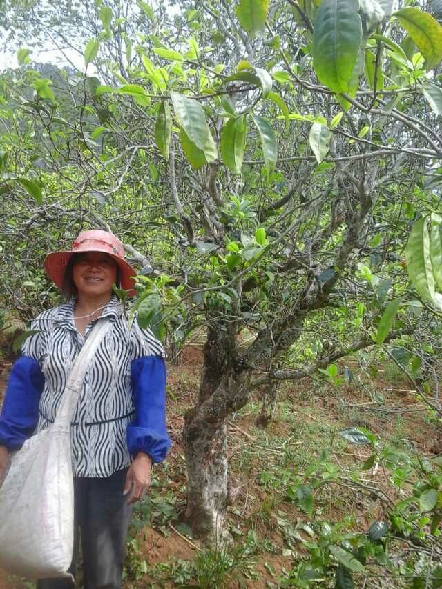 普洱生茶 散装 一级