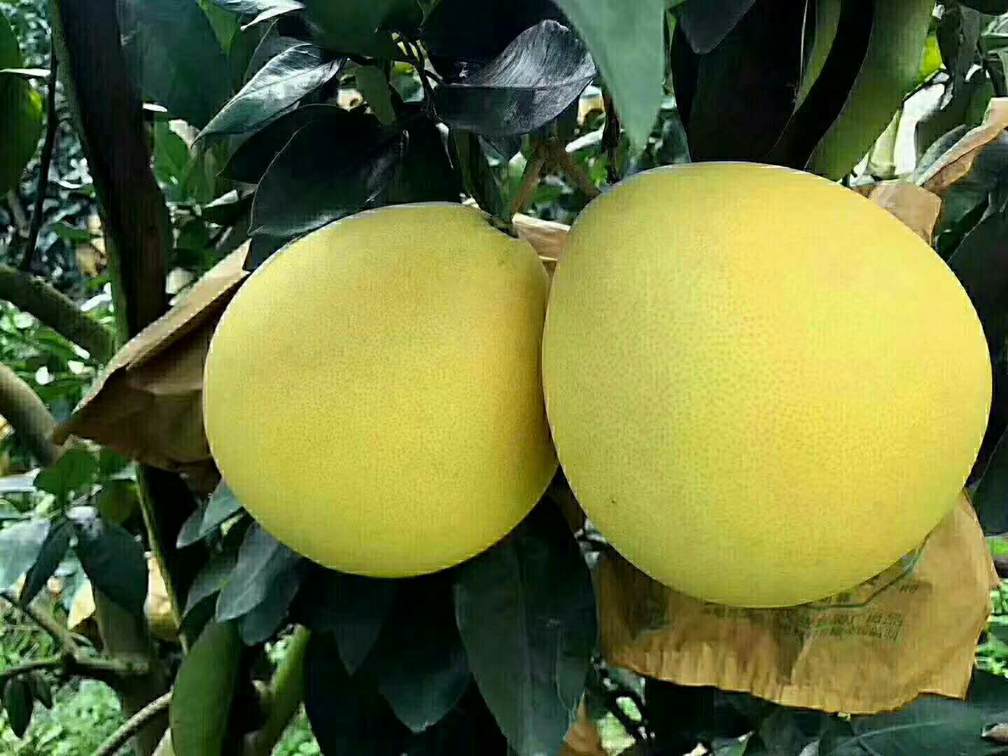 三红蜜柚 2斤以上