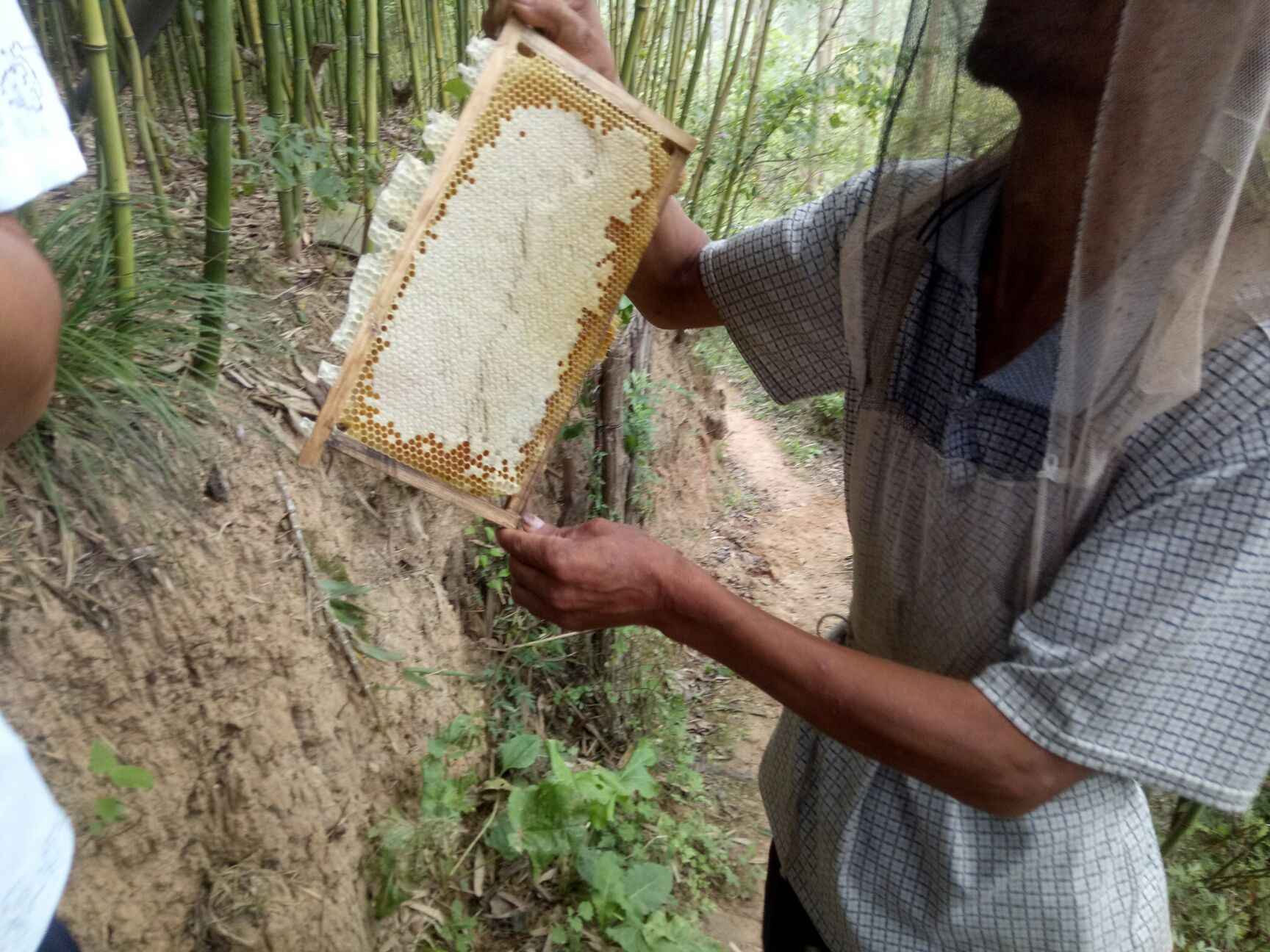 槐花蜜 塑料瓶装 95%以上 2年以上 