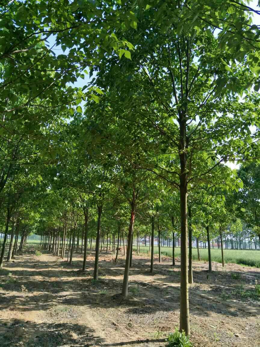 普通楸树  楸树15公分