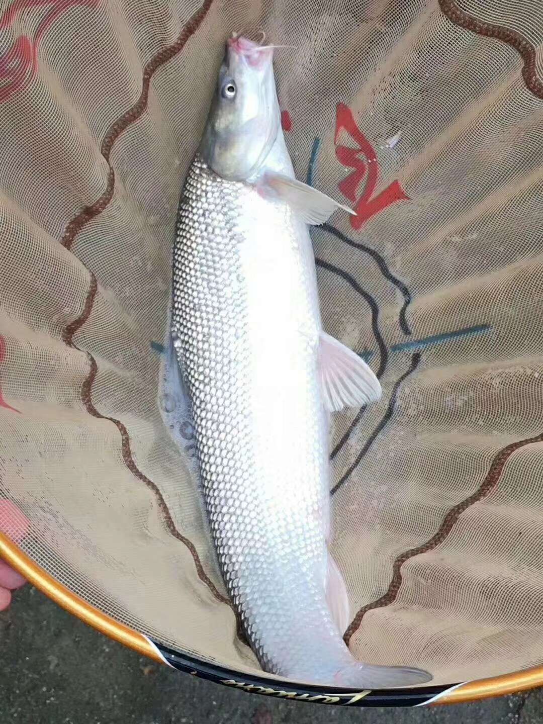 中科三号鲫鱼 0.1公斤 人工养殖