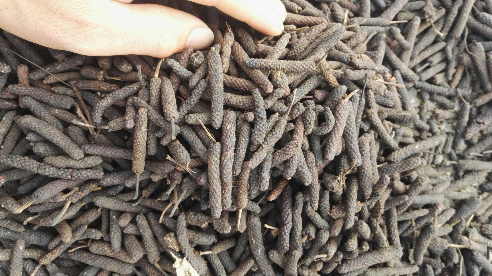 荜茇