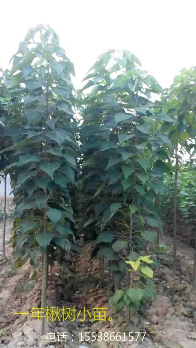 楸树  2公分