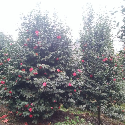 盐津县茶花树 140cm以上
