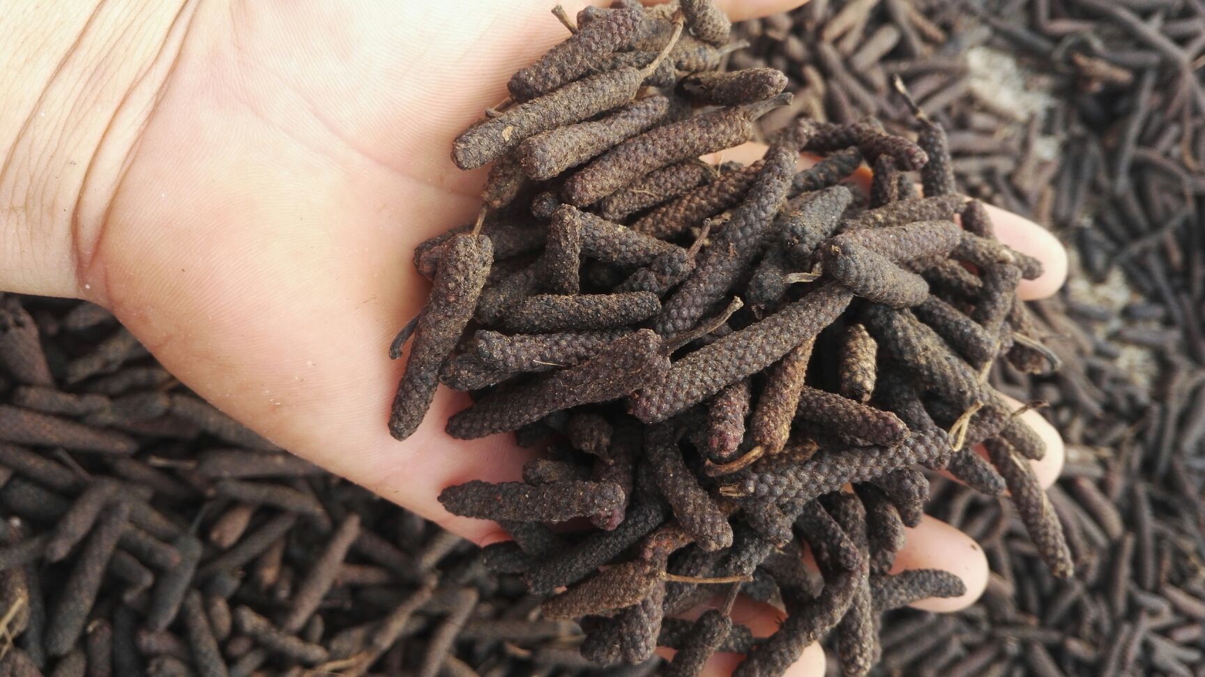 荜茇