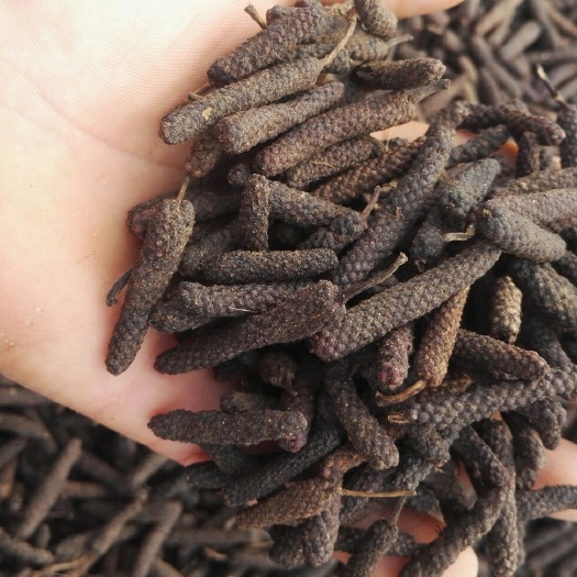 玉林荜茇