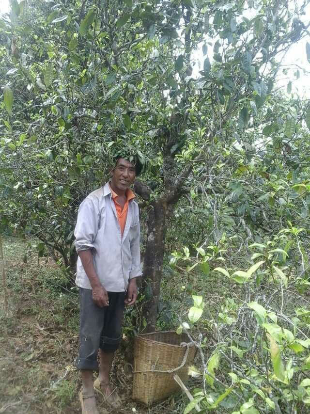 普洱生茶 散装 一级