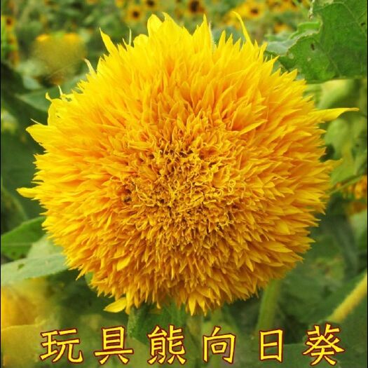 沭阳县向日葵种子 常规种（原种） ≥95% 