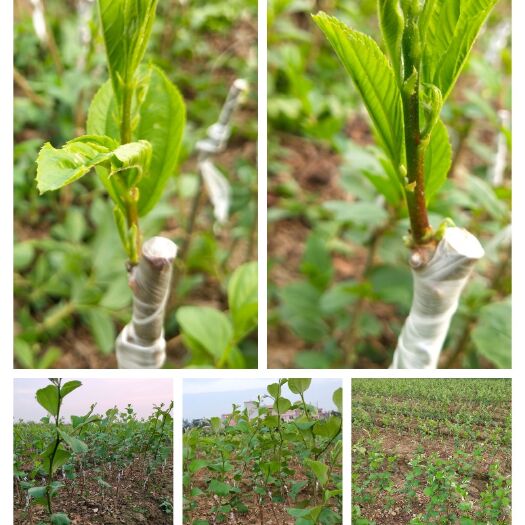 平南县青枣苗  雪蜜枣，蜜丝枣苗，苹果枣苗