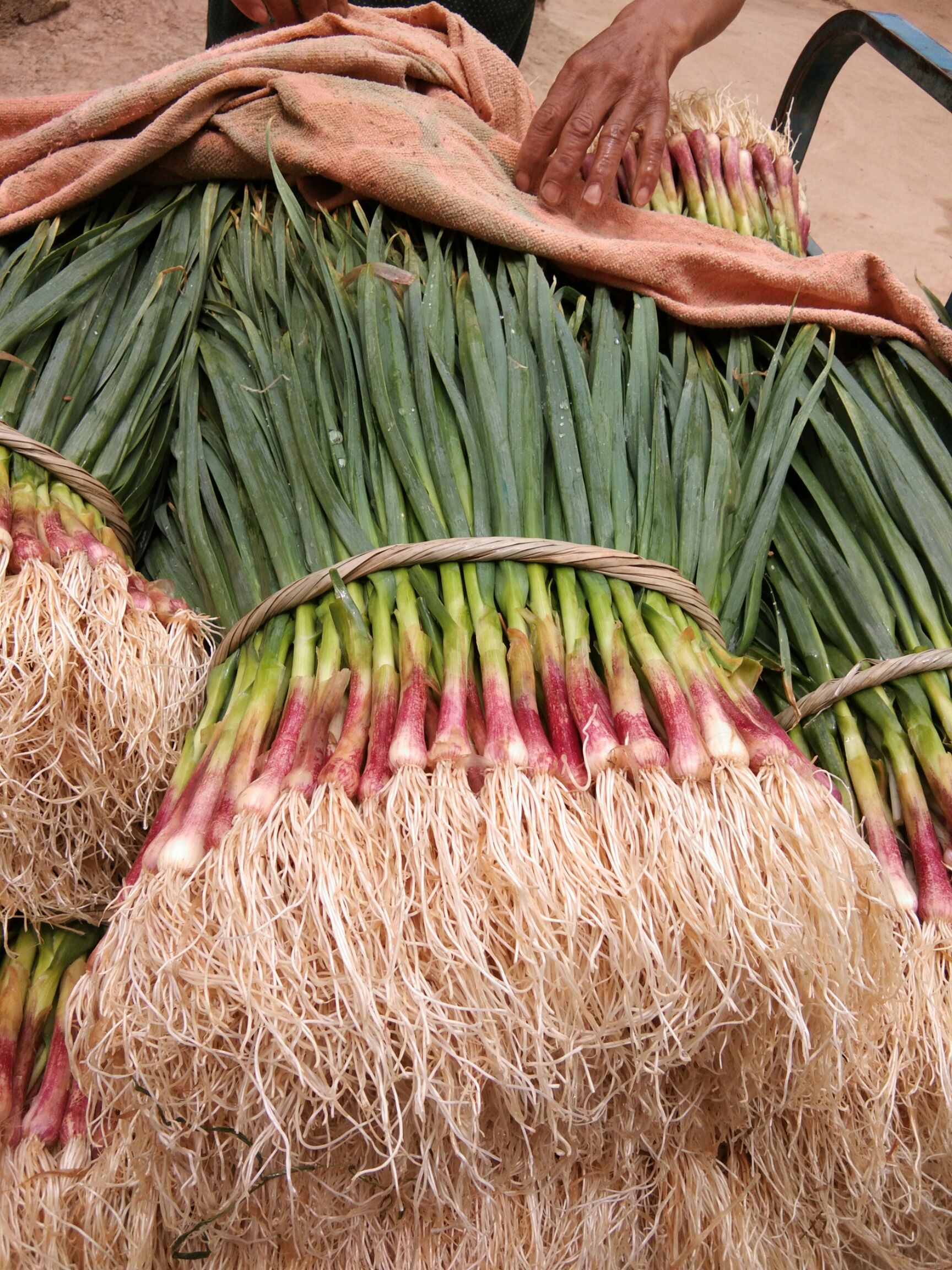 红根蒜苗 45 - 50cm