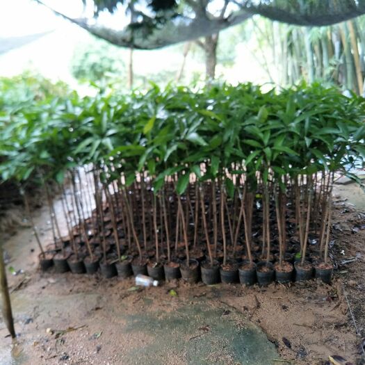灵山县贵妃芒果苗 