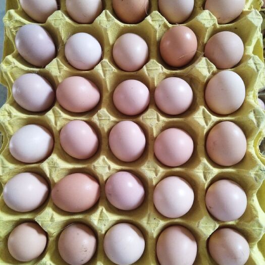 枞阳县土鸡蛋 食用 散装