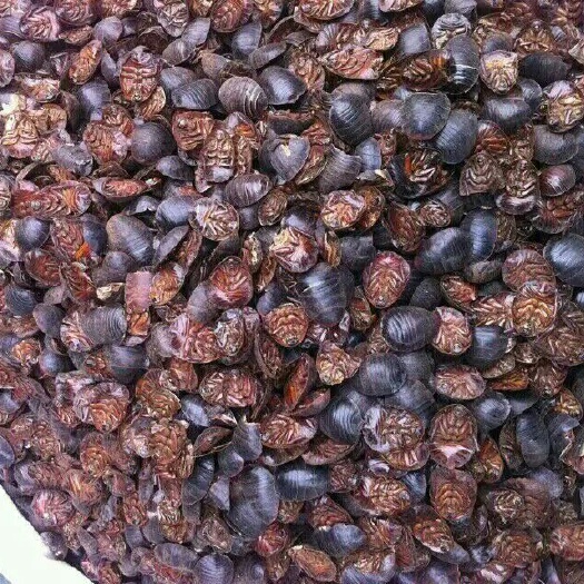 成都土元苗  质量保证，包补包换