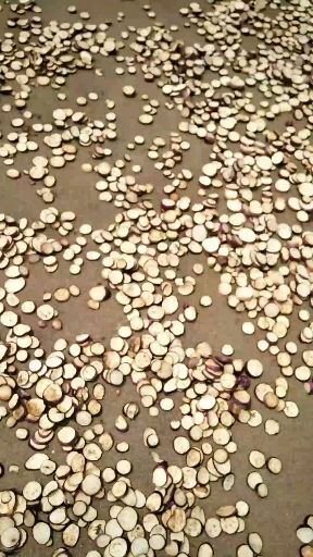 兰陵县干茄子 12-18个月 