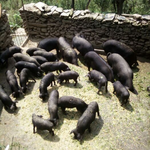  生态土黑猪200斤以上，一年半左右