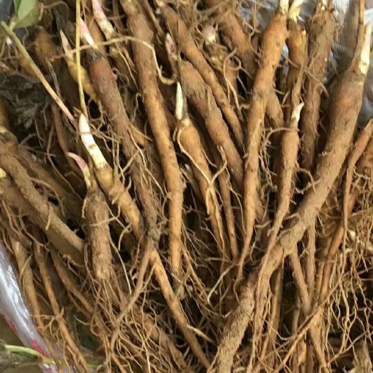 菏泽赤芍种苗