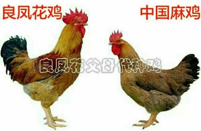 南宁良凤花鸡苗  良风花鸡苗