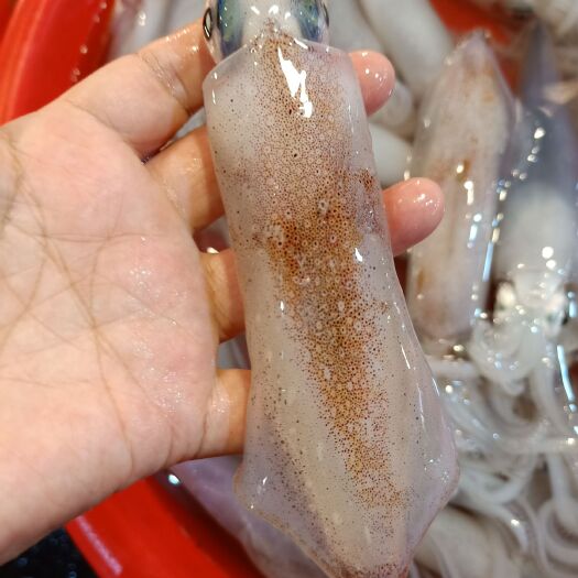 东山县东海鱿鱼
