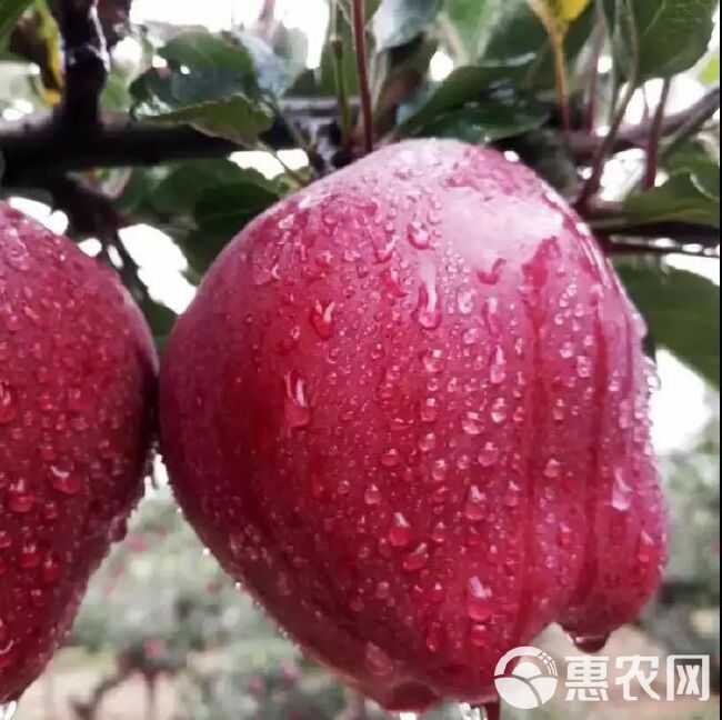 花牛苹果 甘肃省天水市甘谷县 纸袋