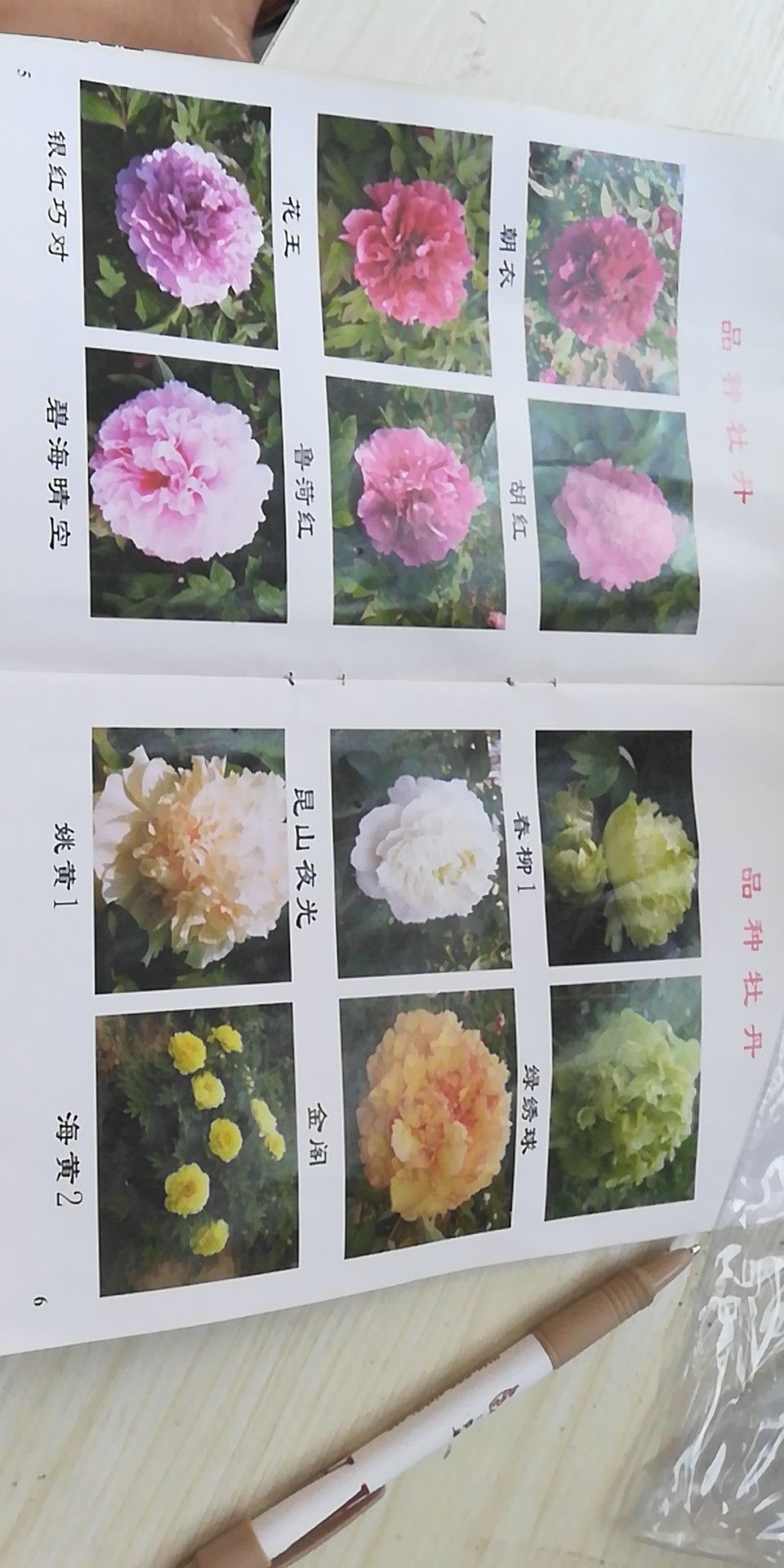 观赏牡丹，菏泽牡丹，洛阳牡丹，庭院花卉
