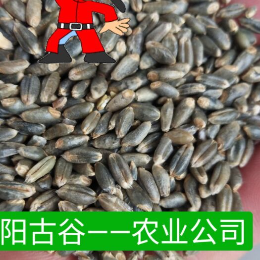 邳州市黑麦  富硒地的绿麦是健康长寿品牌。