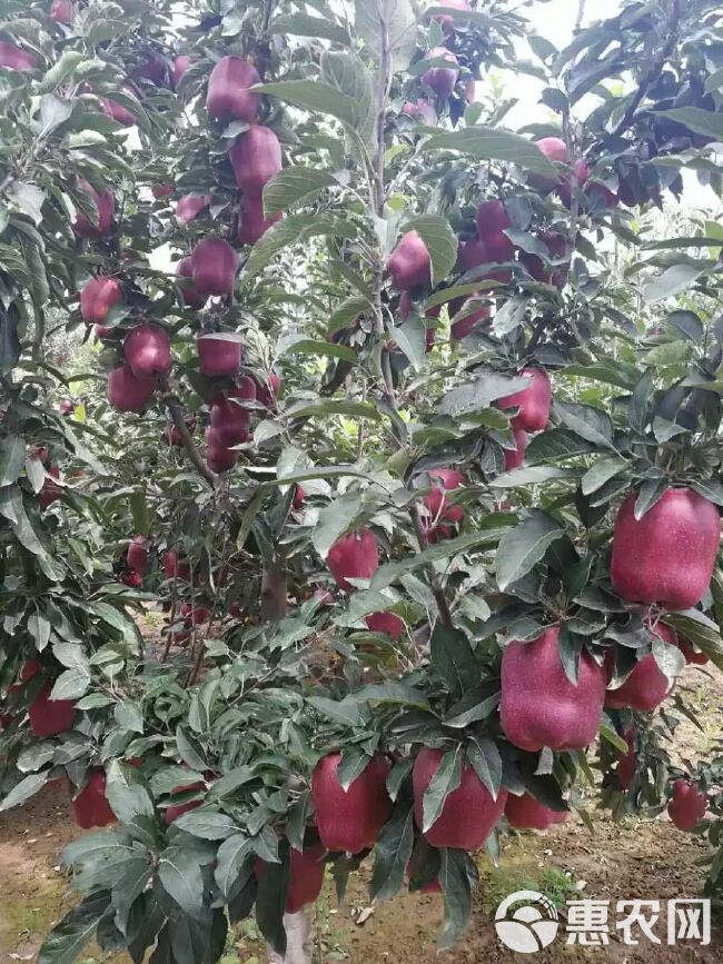 花牛苹果 甘肃省天水市甘谷县 纸袋