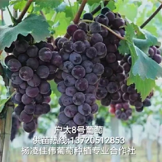 咸阳户太八号葡萄苗