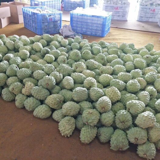 汕头凤梨释迦果 牛奶凤梨释迦